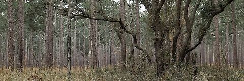 Sand Live Oak and Longleaf Pine The contrast between the twisty group of oaks against the masses of straight pines struck me as interesting. Geotagged,Quercus geminata,Sand live oak,United States,Winter