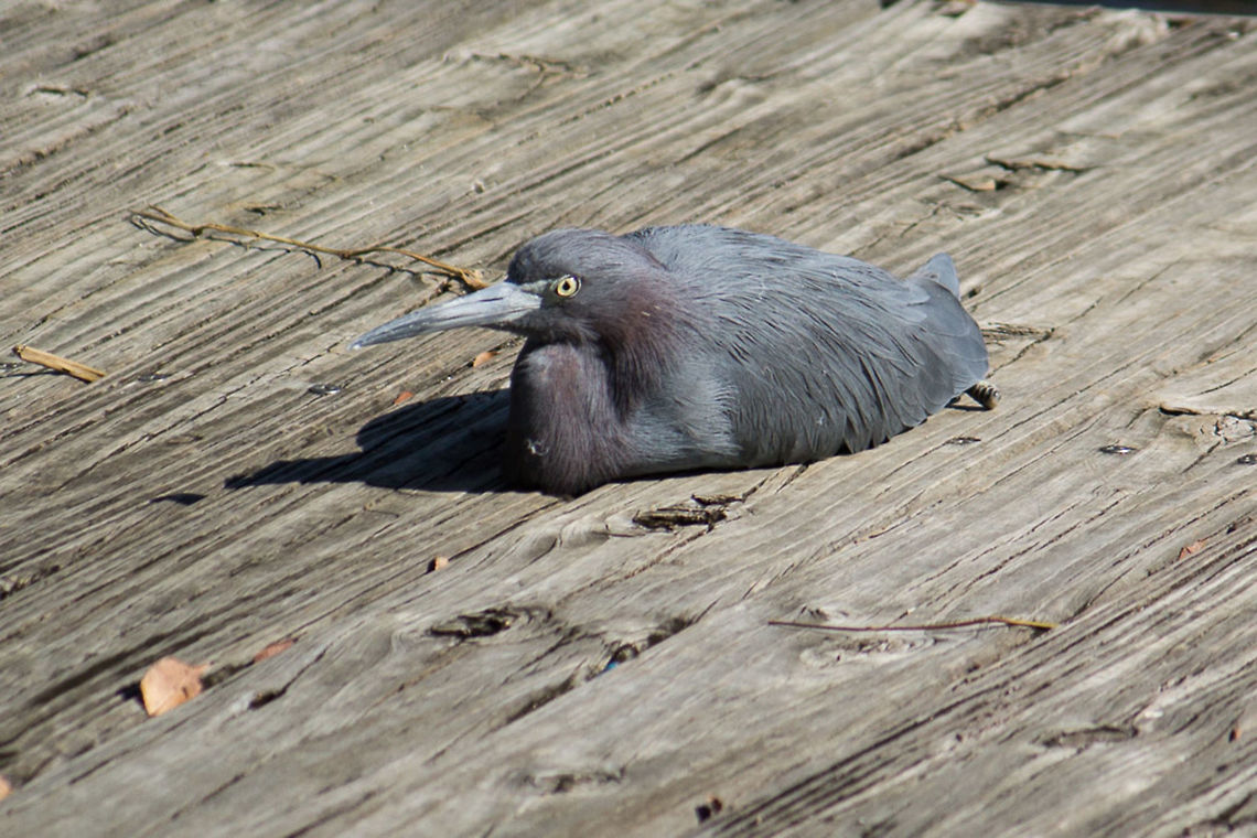 Little Blue Heron missing toes Here it had given up trying to balance on a floating dock.  I went down by myself and thought I was scaring it, but then I realized it was just having trouble balancing while I walked on the dock, so I knelt and stayed still, and it preened for me for a while.  Then a big group of fishermen came onto the dock and the heron couldn&#039;t balance any more.  It seemed to be getting along pretty well otherwise.  It looked like it was in good shape and the feathers look well kept. Egretta caerulea,Fall,Geotagged,Little blue heron,United States