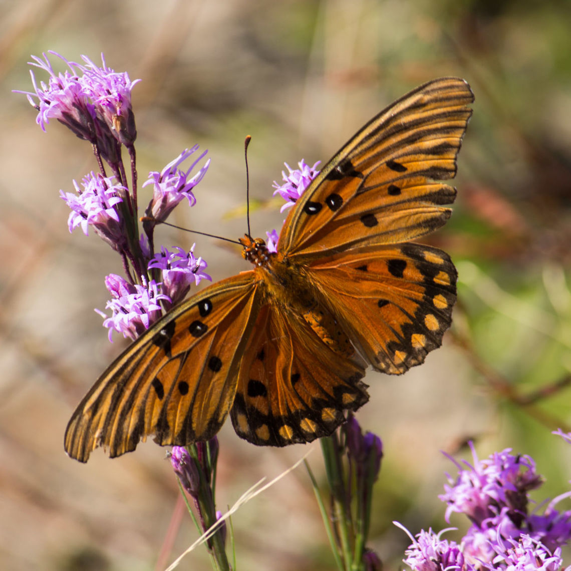 Gulf Fritillary Gulf Fritillary nectaring on one of the blazing star asters.  This one had been around a bit.  They can live for up to about six months because they eat pollen as well as nectar. Agraulis vanillae,Fall,Geotagged,Gulf fritillary,United States
