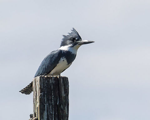 Belted Kingfisher There are a lot of these kingfishers around Lake Apopka (and now I am seeing them all kinds of other wet places too), but they are very shy.  I think I know them better by sound than sight at this point because I always hear them before I see them (and they always see me before I hear them!). Belted Kingfisher,Fall,Geotagged,Megaceryle alcyon,United States