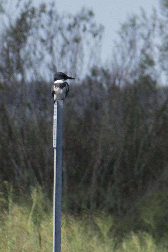 Belted Kingfisher on a sign Another kingfisher.  I really wanted to (try to) get closer to this bird, but I took this photo standing with one foot in a hole I had just &#039;found&#039;, and was then hip deep in water, and I didn&#039;t dare try.  <br />
<br />
(Looking at the map when I geotagged it I understand much better why it was so wet there that day.  It wasn&#039;t -just- the rainy season, there was likely an expansion of the river.) Belted Kingfisher,Fall,Geotagged,Megaceryle alcyon,United States