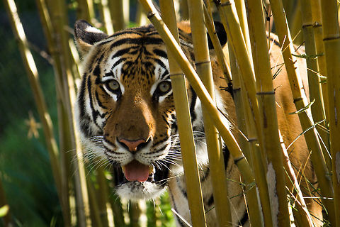 Tiger in the Bamboo One of the Sumatran tigers at Jacksonville zoo. Fall,Geotagged,Panthera tigris sumatrae,Sumatran tiger,United States