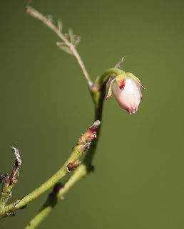 Confused Shiny Lyonia All of the other shiny lyonia still had leaves and remains of old fruits.  No new flowers.  This one had a few old fruits, no leaves (a few new ones on the way, but they were barely started) and this one flower. Geotagged,Lyonia lucida,United States,Winter
