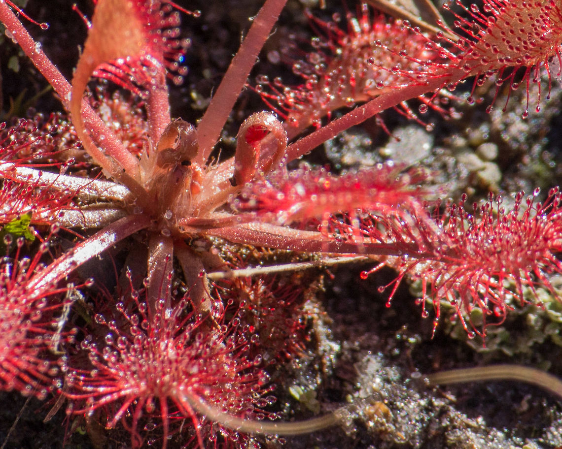 Sundew unfurling I know a place to find these by a lake, and I know they like moisture, so I&#039;m always surprised to find these in the middle of hiking trails.  (Never mind that this is Florida, so half the trails are as damp as the lake shore!)  This one was working on uncurling a couple of new leaves, kind of the way a fern does. Drosera capillaris,Geotagged,United States,Winter