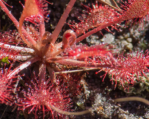Pink Sundew
