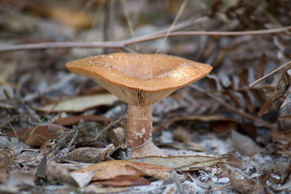 A mushroom This mushroom was growing under the shelter of other plants, in an area near but not quite itself scrub.  It has a gold sheen in the right light. Geotagged,United States,Winter