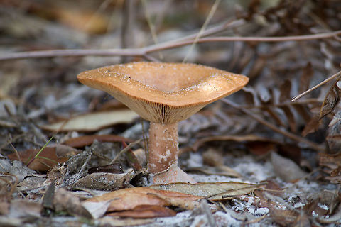 A mushroom This mushroom was growing under the shelter of other plants, in an area near but not quite itself scrub.  It has a gold sheen in the right light. Geotagged,United States,Winter