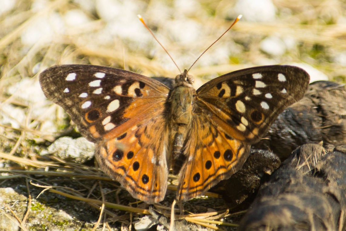 Hackberry Emperor gathering minerals A hackberry emperor butterfly &quot;puddling&quot; on a carnivore scat for the minerals and nutrients. Asterocampa celtis,Geotagged,Hackberry Emperor,Summer,United States