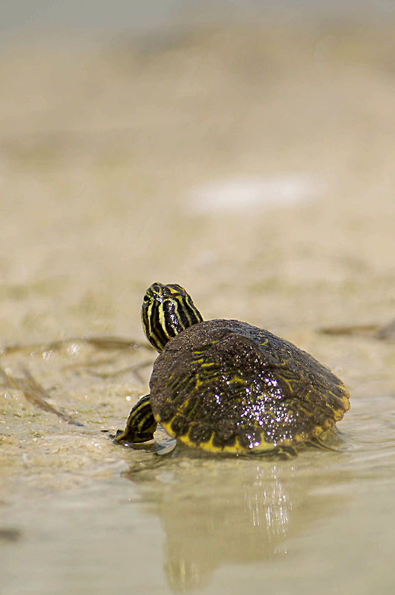 Tiny River Cooter I spotted this little turtle because from the distance I first saw it, it looked like a cross between a toad and a rock.  It was exploring some (relatively large) puddles formed in tire depressions in the road.  I watched it for a long time, and at one point it decided my bike tire might be a good shelter.  (Given the size of the turtle, about 2"/5cm long, it would have been, except I was afraid I would roll back over it.)  Eventually it decided it should go back to the larger marshy area next to the road. Eastern river cooter,Geotagged,Pseudemys concinna concinna,Summer,United States