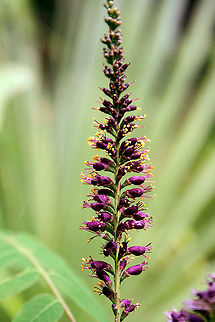 False Indigo Bush A food plant for silver spotted skippers and dogface butterflies, its presence explains why there are so many dogface butterflies in this particular area. Amorpha fruticosa,False Indigo Bush,Geotagged,Spring,United States