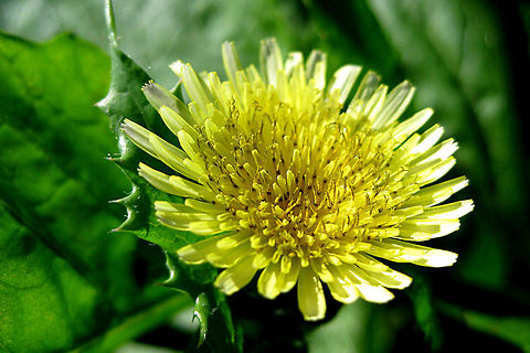Sowthistle The flower is quite attractive, but the common name tells you the rest of the plant is quite spiny! Common sowthistle,Fall,Geotagged,Sonchus oleraceus,United States