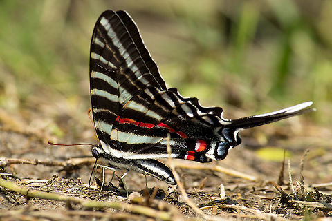 Zebra Swallowtail, puddling A zebra swallowtail getting minerals from thick mud.  I was surprised to see this butterfly in the marsh.  They usually stick to somewhat drier pine woods. Geotagged,Protographium marcellus,Summer,United States,Zebra Swallowtail