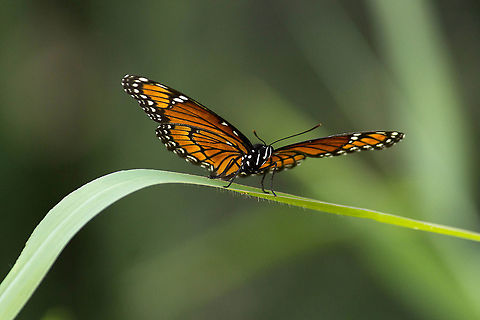 A viceroy hanging out on large grass I stopped in the shade for a bit, and this viceroy was hanging around.  It took some moisture from condensation on my spare water bottle shortly after this. Geotagged,Limenitis archippus,Summer,United States,Viceroy