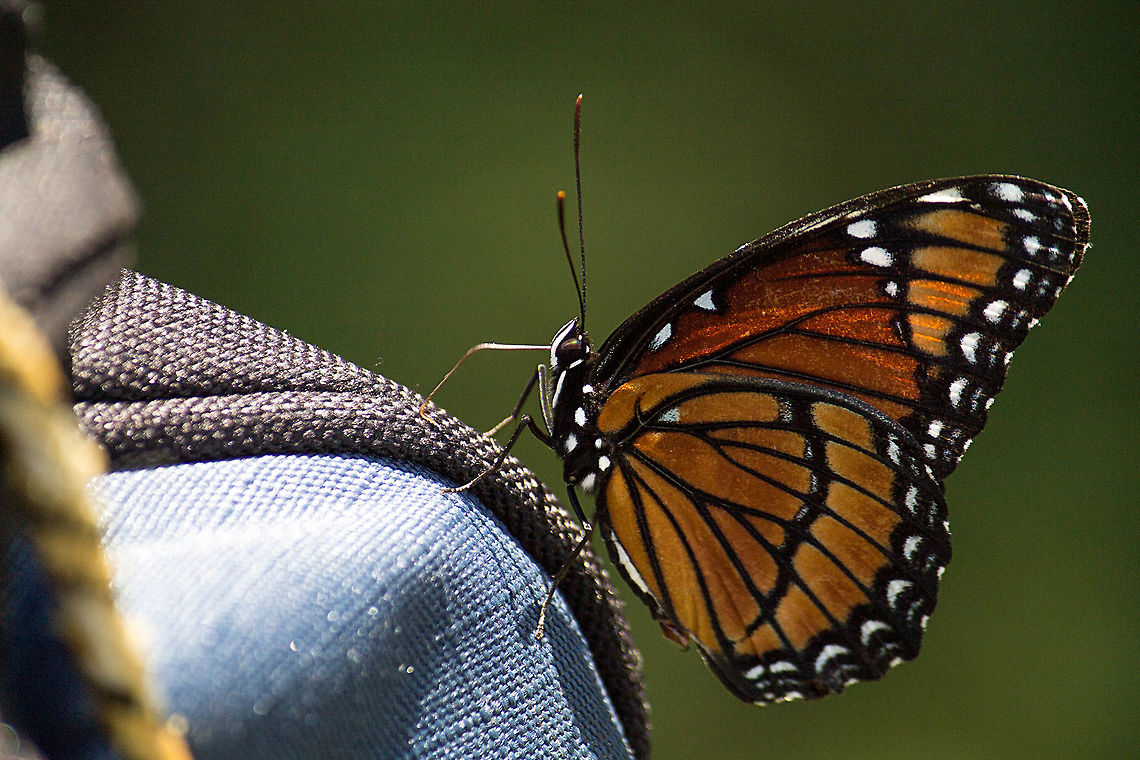 Viceroy "nectaring" on my bag It was the really hot season, so I had a spare liter of frozen water in the bag on the back of my bike.  When I stopped in the shade, this viceroy decided it was thirsty, and the cold condensation from the bottle was what it wanted!   Geotagged,Limenitis archippus,Summer,United States,Viceroy