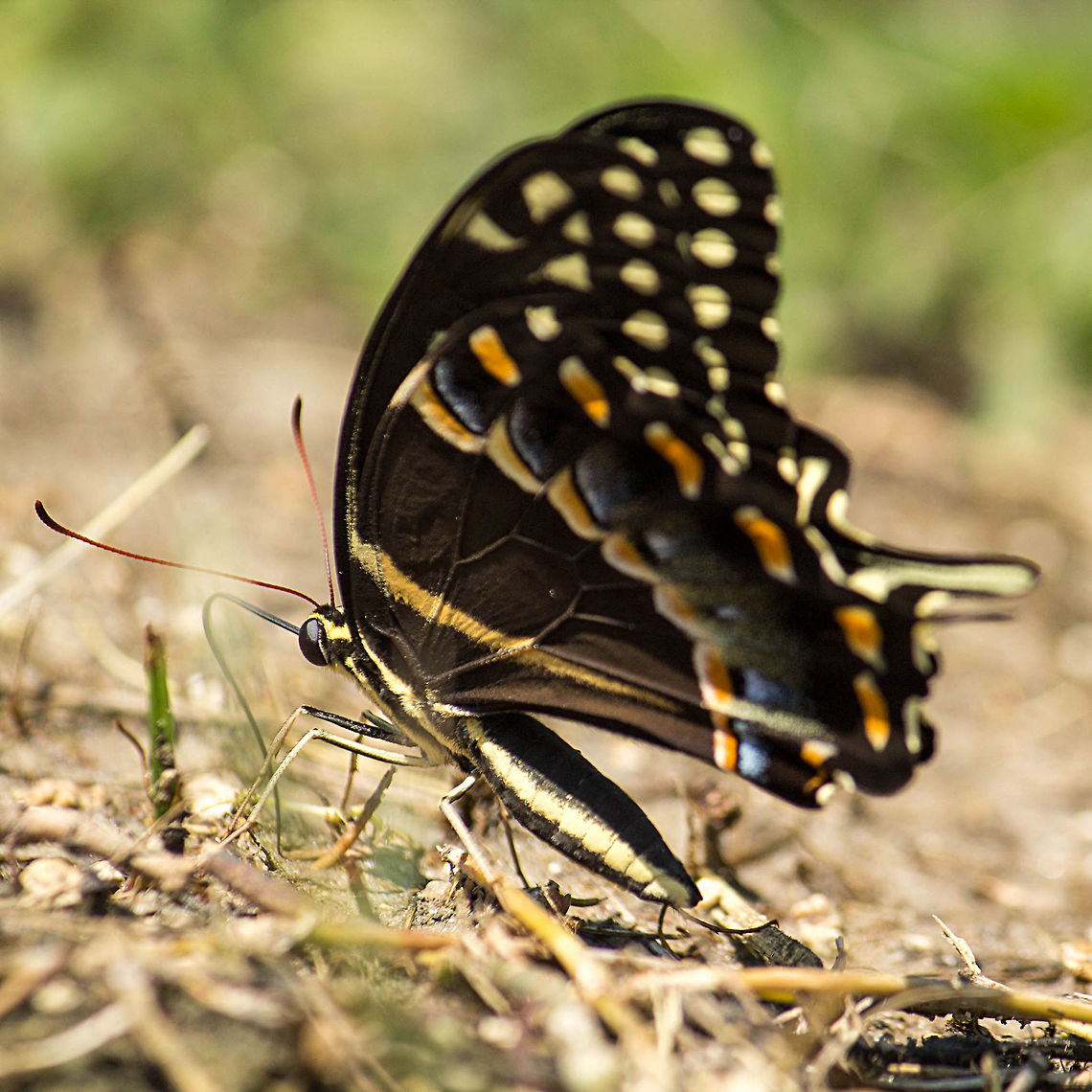 Palamedes Swallowtail, puddling The puddle was very popular this day! Geotagged,Palamedes Swallowtail,Papilio palamedes,Summer,United States