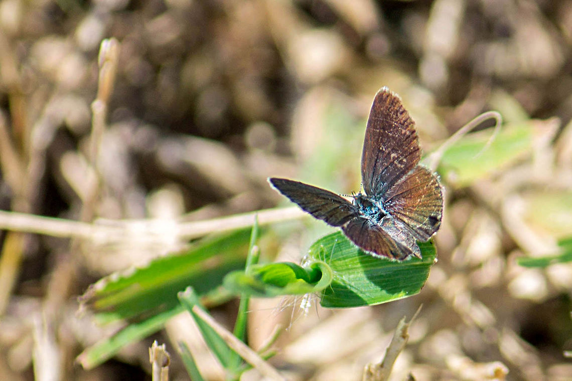 Ceraunus Blue One of my favorite butterfly species.  This was the first time I had seen it with this rainbow sheen. Geotagged,Hemiargus ceraunus,Summer,United States