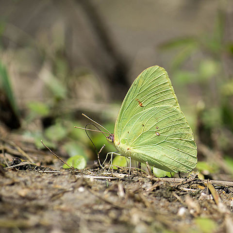 Cloudless Sulphur, puddling Not only was the puddle very popular this day, but it must have been a really good one.  This kind of butterfly rarely sits still for anything.  Normally they fly around very erratically. Cloudless sulphur,Geotagged,Phoebis sennae,Summer,United States