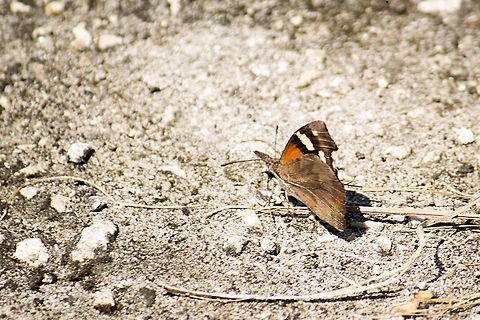 American Snout Butterfly This is the only place I have seen this species.  Its front legs are modified in a way that make it look like it has four legs and a long snout!  The first one found me a few months before, when I put my bike down to look at something else, and it thought my gears were a good place to land.  This particular individual was one of many in the area the day it was taken. American snout or common snout butterfly,Geotagged,Libytheana carinenta,Summer,United States