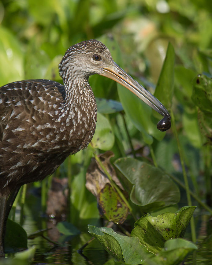 Limpkin with a snail I went out canoeing with friends and we thought this was the best sighting of the day (though the canoe rental guy did not understand why it was better than the alligator!). Aramus guarauna,Geotagged,Limpkin,United States,Winter