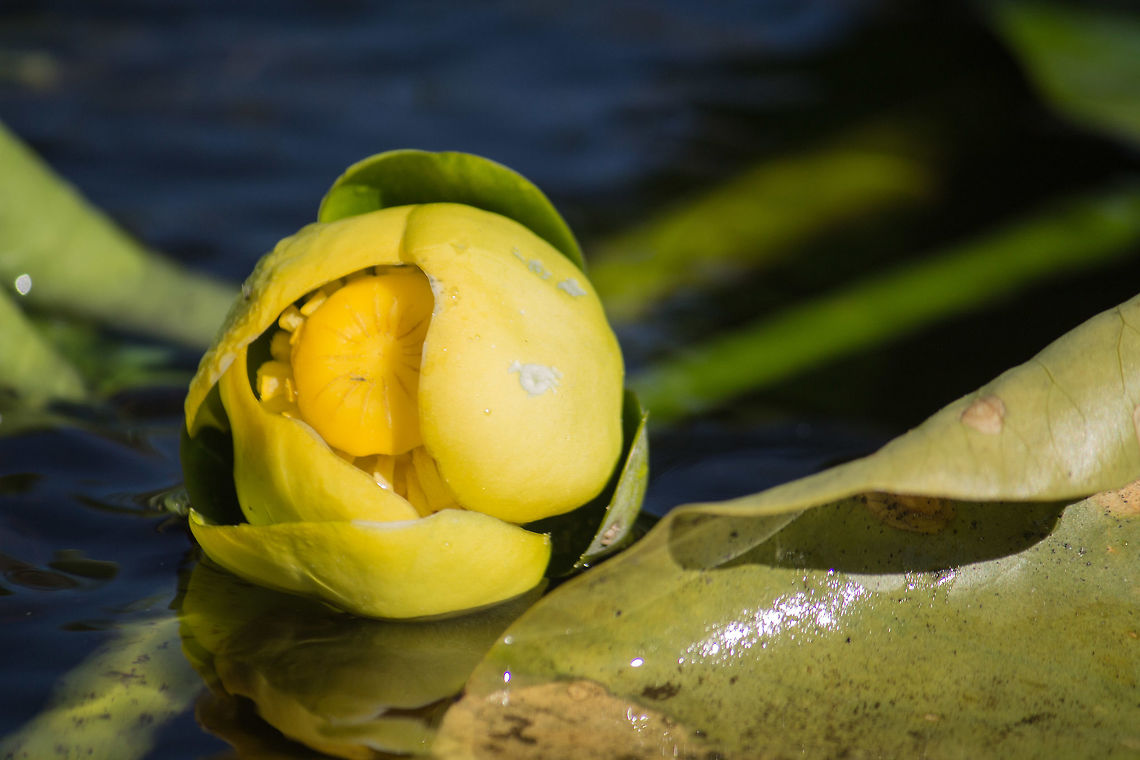Spatterdock Flower up close I see spatterdock flowers all the time, but I don&#039;t usually have a chance to see them this close!  It always surprises me that the flowers never open more than this. Geotagged,Nuphar advena,United States,Winter