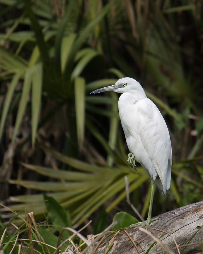 Juvenile Little Blue Heron I wonder how many of these I have seen and didn&#039;t know it.  I know the adult little blue heron pretty well, but this looks like all the white egrets (of a few species) we have around.  It seems the greenish legs, the dark beak tip, and the slightly darker feather tips are the giveaways. Egretta caerulea,Geotagged,Little blue heron,United States,Winter