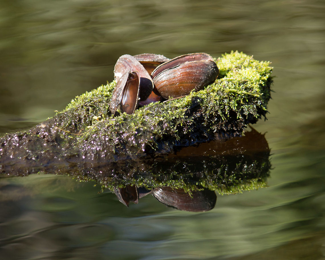 Leftovers from Dinner Someone had a meal of shellfish on this log in the river.  Don't know who; could have been an otter, any of a number of birds, even something like a raccoon (thought I think this would be an odd place for the raccoon). Geotagged,United States,Winter,log,shells