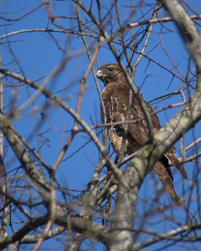 Red-shouldered Hawk A lot of the red-shouldered hawks don&#039;t look very red-shouldered at the moment, but they still sound like them! Buteo lineatus,Geotagged,Red-shouldered Hawk,United States,Winter