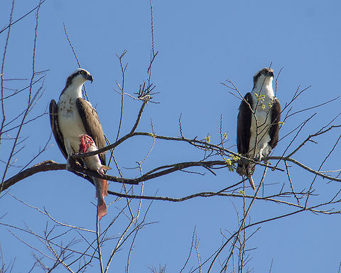 Pair of Osprey with a Fish I came across this pair of osprey hanging out in a tree with a partially eaten fish.  Osprey are super common around.  It was the red of the fishes fins that caught my attention. Geotagged,Osprey,Pandion haliaetus,United States,Winter