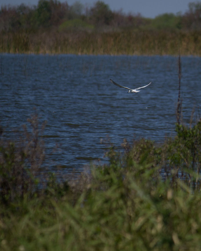 Forster's Tern, fishing I kept hearing these splashes in the water, but at first only while my back was turned.  I thought it was big fish jumping out the water or something.  Finally I saw these birds flying along the shoreline, and they would dive down to catch a fish. Common Tern,Forsters tern,Geotagged,Sterna forsteri,Sterna hirundo,United States,Winter
