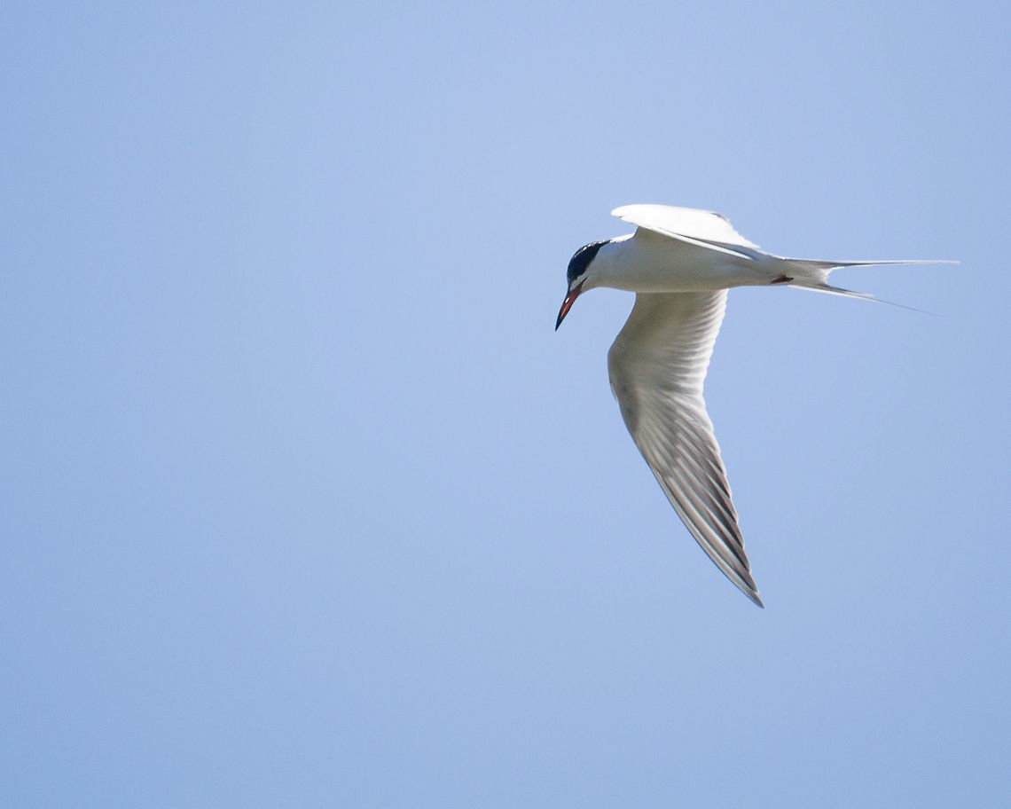 Common Tern, Fishing It must be tern season, because I can&#039;t recall seeing terns at the lake before, but this day I saw two different kinds. Common Tern,Geotagged,Sterna hirundo,United States,Winter