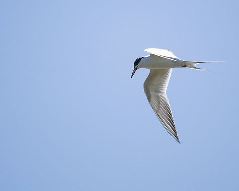 Common Tern, Fishing It must be tern season, because I can't recall seeing terns at the lake before, but this day I saw two different kinds. Common Tern,Geotagged,Sterna hirundo,United States,Winter