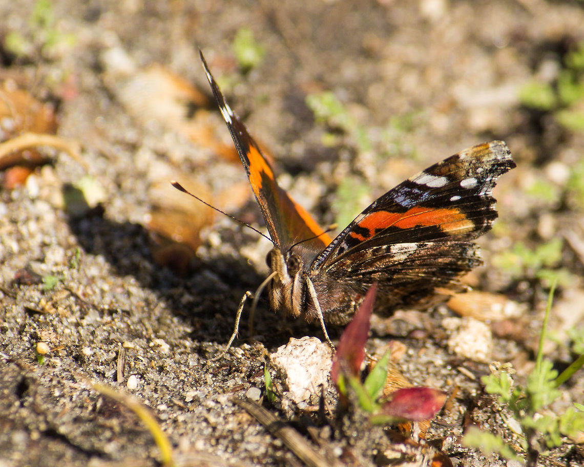 Red Admiral I have been trying for quite a while to get close up shot of a red admiral butterfly.  They are particularly flighty!  This individual was more willing to sit still . . . as long as I didn't move too much.<br />
<br />
You can see a bit of its iridescence to the left.  It seems many butterflies are iridescent if you can get close enough with the sun at the right angle. Geotagged,Red Admiral,United States,Vanessa atalanta,Winter