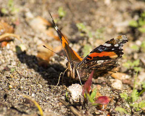 Red Admiral I have been trying for quite a while to get close up shot of a red admiral butterfly.  They are particularly flighty!  This individual was more willing to sit still . . . as long as I didn't move too much.

You can see a bit of its iridescence to the left.  It seems many butterflies are iridescent if you can get close enough with the sun at the right angle. Geotagged,Red Admiral,United States,Vanessa atalanta,Winter