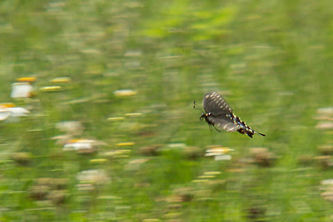 Spicebush Swallowtail on the move This swallowtail was nectaring on the (blurry) Bidens alba in the photo, but it never stayed long at any particular flower. Geotagged,Papilio troilus,Spicebush Swallowtail,Spring,United States
