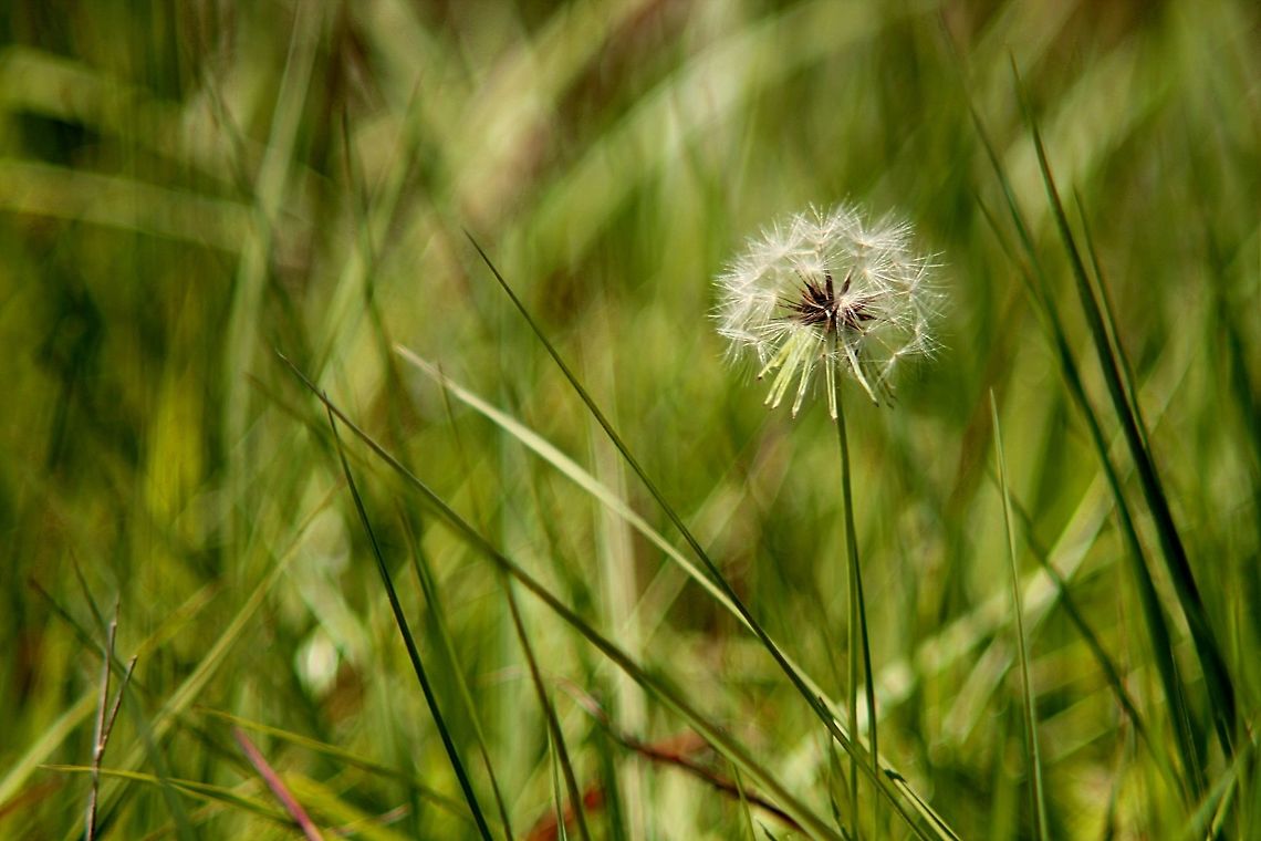 Carolina Desertchicory fruiting Most people would call it a dandelion, but a large number of asters make a fruit ball like this.  (The fruit in the case is the achene: <a href="http://en.wikipedia.org/wiki/Achene.)" rel="nofollow">http://en.wikipedia.org/wiki/Achene.)</a> Carolina Desertchicory,Carolina False Dandelion,Geotagged,Pyrrhopappus caroliniana,Pyrrhopappus carolinianus,Spring,United States