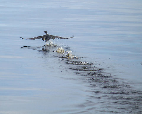 Cormorant Take Off Went with my family on a lunch cruise in the St. John's River, and this cormorant decided it should probably get out of the way of the boat. Double-crested Cormorant,Geotagged,Phalacrocorax auritus,United States,Winter