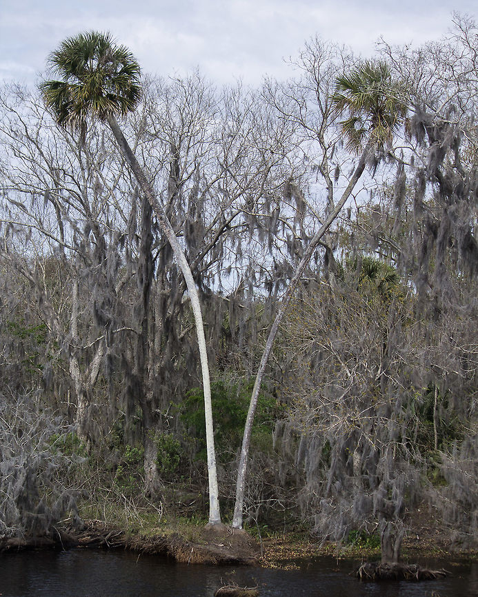 Repelled Palms These palms are growing along the St. John's River just north of Lake Monroe.  They grew up together, but then decided to go their own ways.  (I wonder if there used to be something between them to cause this growth pattern.) Geotagged,Sabal palmetto,United States,Winter,cabbage palmetto