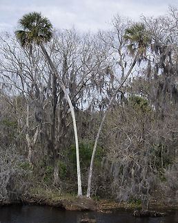 Repelled Palms These palms are growing along the St. John's River just north of Lake Monroe.  They grew up together, but then decided to go their own ways.  (I wonder if there used to be something between them to cause this growth pattern.) Geotagged,Sabal palmetto,United States,Winter,cabbage palmetto