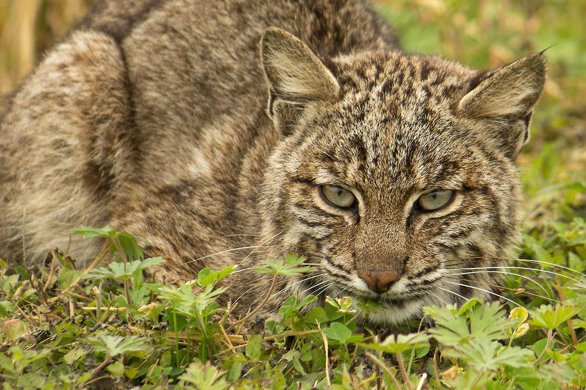 Bobcat This was the second bobcat of the day!  By relative sizes I think this is a female, as the other cat was much larger.  I think this might also be an old one, because she has that hunchback shape when sitting like old domestic cats get. Bobcat,Geotagged,Lynx rufus,United States,Winter