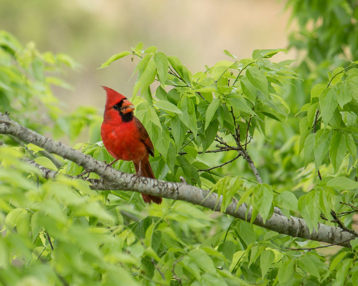 Cardinal in the . . . spring leaves I can&#039;t take a photo of a cardinal in the snow, but I have spring leaves! Cardinalis cardinalis,Geotagged,Northern Cardinal,United States,Winter