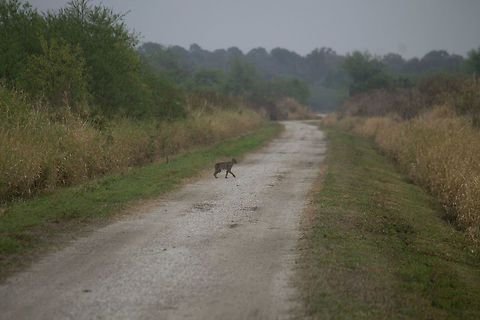 First sight of a bobcat This is what my bobcat photos usually look like. Bobcat,Geotagged,Lynx rufus,United States,Winter