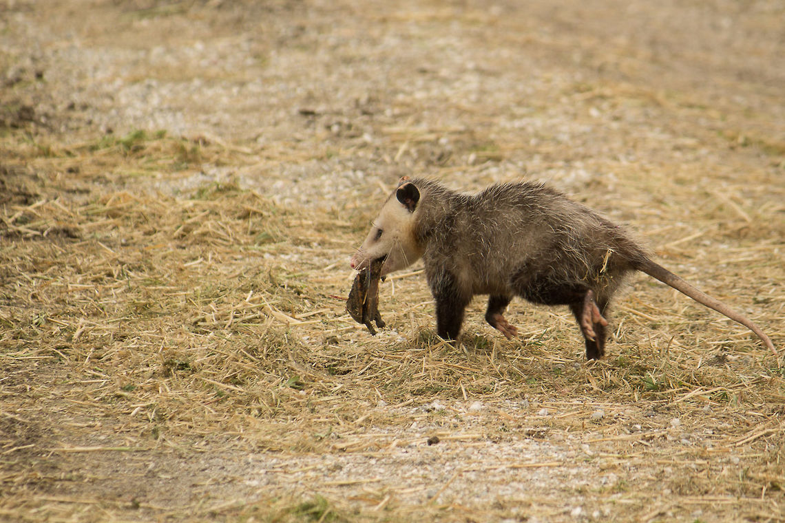 Opossum carrying away its turtle I came across this opossum in the middle of a road, eating something. I was able to inch close enough to see it was a turtle. I'm not sure how it got the turtle, but opossums are very opportunistic. Here it had decided to leave with its catch, as if to make sure I didn't try to 'share' with it. Didelphis virginiana,Geotagged,United States,Virginia opossum,Winter