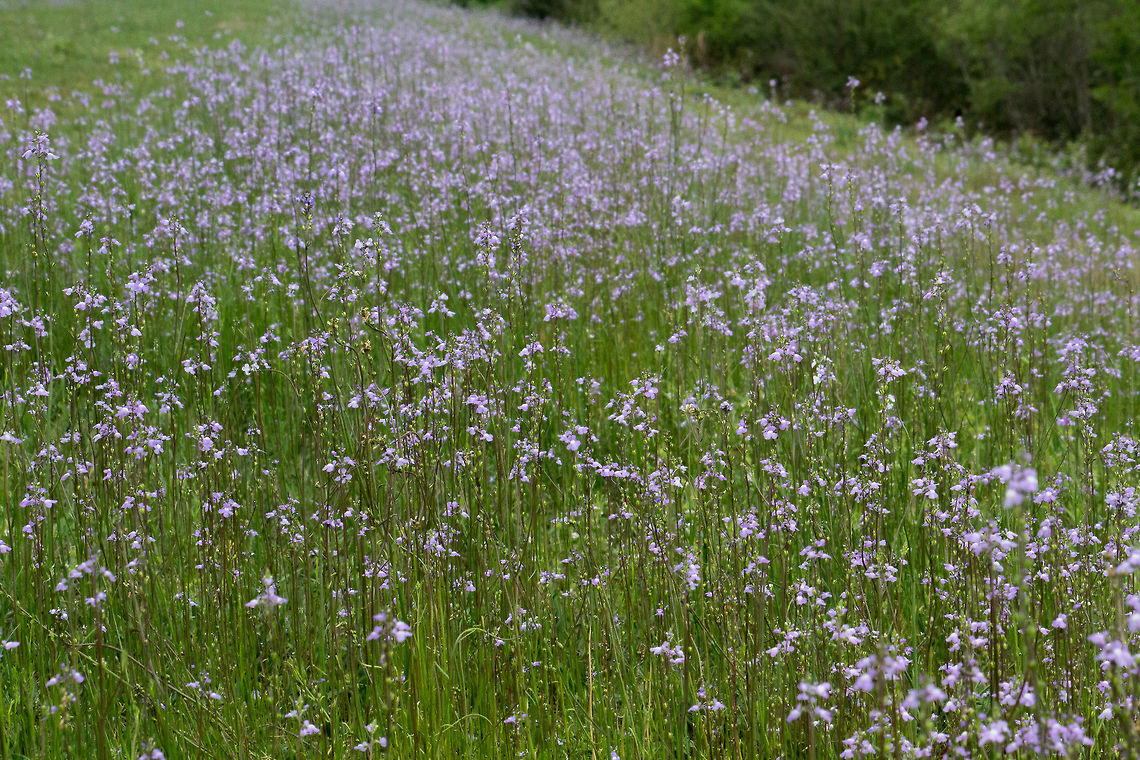 Masses of Toadflax It's time for toadflax again, and they like to grow in large groups.  This group is along a levee, and stretched for quite a distance. Geotagged,Nuttallanthus canadensis,Nuttallanthus texanus,United States,Winter