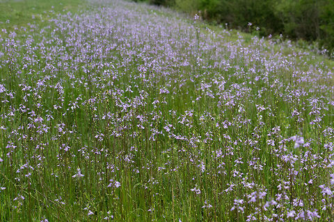 Masses of Toadflax It's time for toadflax again, and they like to grow in large groups.  This group is along a levee, and stretched for quite a distance. Geotagged,Nuttallanthus canadensis,Nuttallanthus texanus,United States,Winter