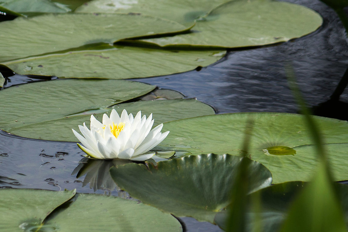 White Water Lily These plants are very common, but usually kind of difficult to photograph from land. These were close enough to shore, and the slope allowed me to get to the water's edge to get a better angle. They attract a lot of insects, and the coots and gallinules hang out among the leaves to eat the insects. Geotagged,Nymphaea odorata,United States,Winter