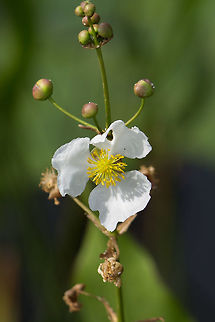 Sagittaria lancifolia Another aquatic flower that is difficult to photograph from land.  It also attracts insects, including butterflies. Geotagged,Sagittaria lancifolia,United States,Winter,duck potato