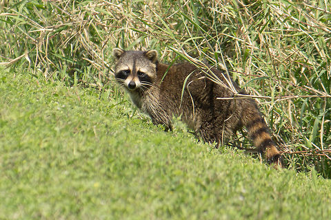 The Biggest Raccoon It was raccoon day at the lake.  This one is the biggest one I've ever seen.  It also appeared quite dark in color.  It seems this habitat is good for darker-than-average brown individuals, because the bobcats I've seen here are unusually dark as well. Geotagged,Procyon lotor,Raccoon,United States,Winter