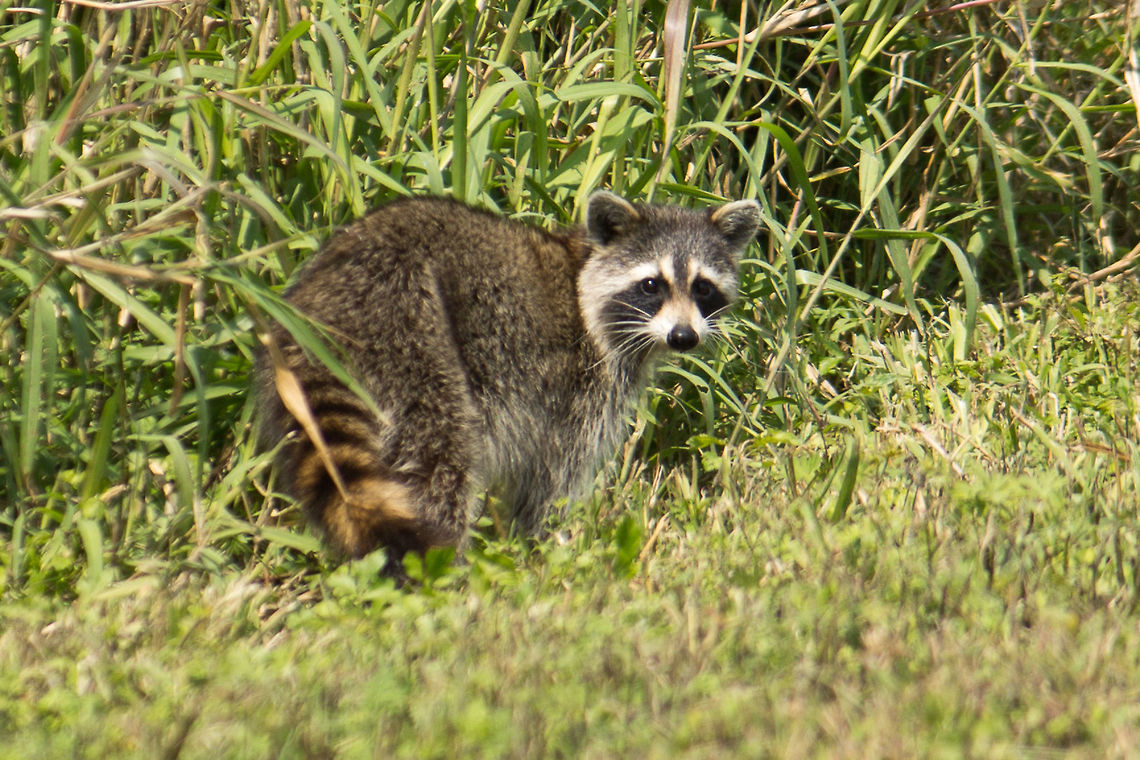 Another Raccoon Just a little further down from the other raccoon there was this raccoon.  This one is a little lighter in color.  The light was also a little better from this direction. Geotagged,Procyon lotor,Raccoon,United States,Winter