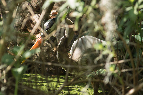 Intent on Fishing I did wish a little for a clearer view of this heron, but it was so intent on fishing it didn't seem to care I was there.  For such a large bird they are usually very timid, so this is the closest I've ever been to one.  There seemed to be a lot of fish in this area.  They kept jumping out of the water. Ardea herodias,Geotagged,Great Blue Heron,United States,Winter