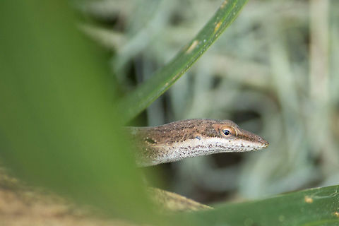A brown green anole We get ridiculously excited around here when we see a green anole.  They used to be very abundant, then the brown anole came along and took over for several years.  Now the greens are adapting and we see them more often again. Anolis carolinensis,Carolina anole,Geotagged,United States,Winter